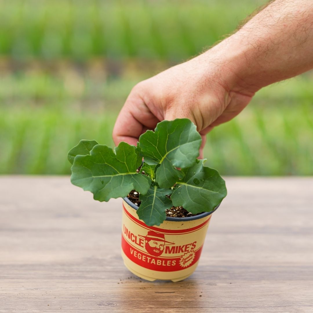 Broccoli – Destiny – 4″ Pot